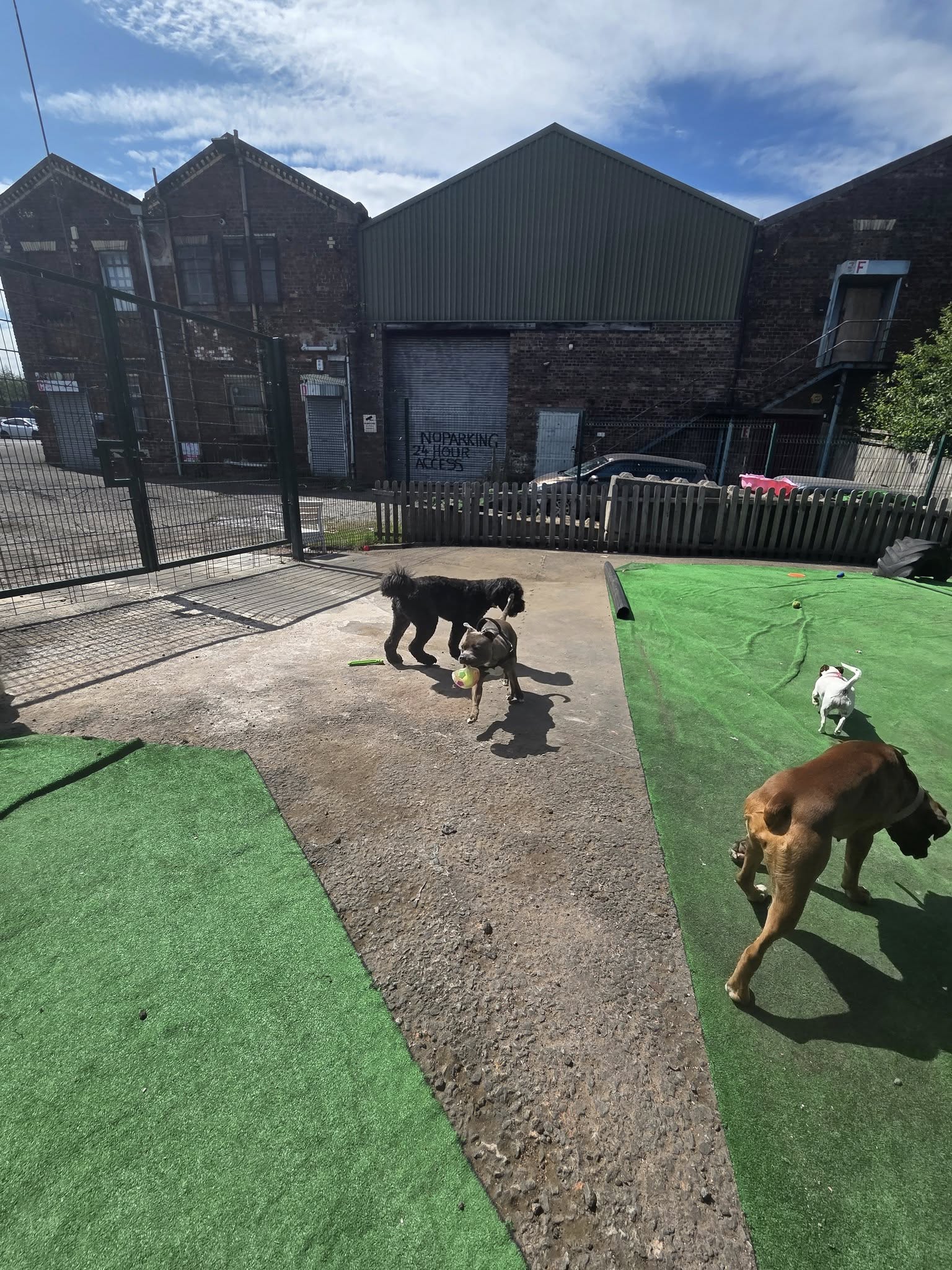 Dog 1