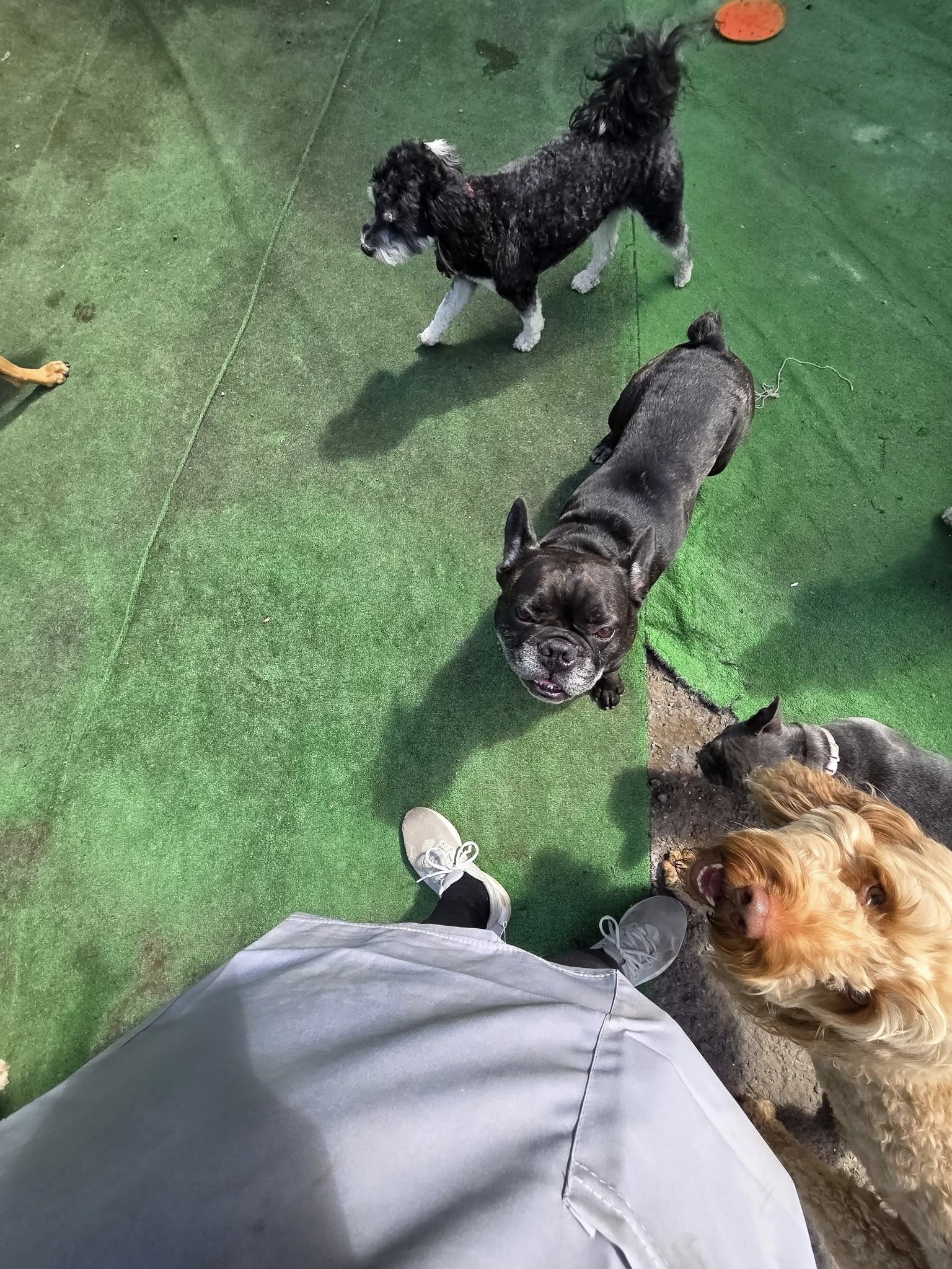Dog 11