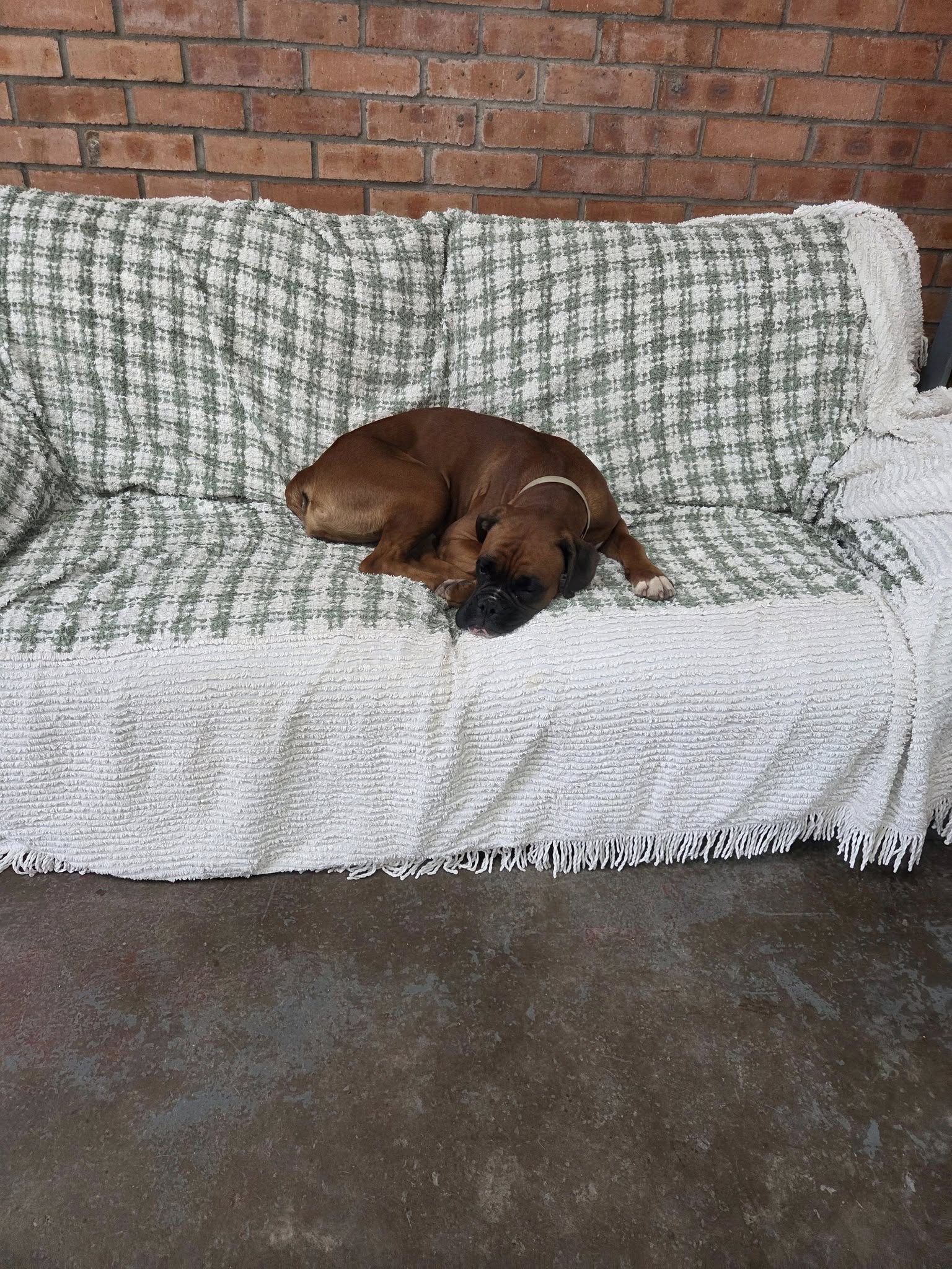 Dog 14