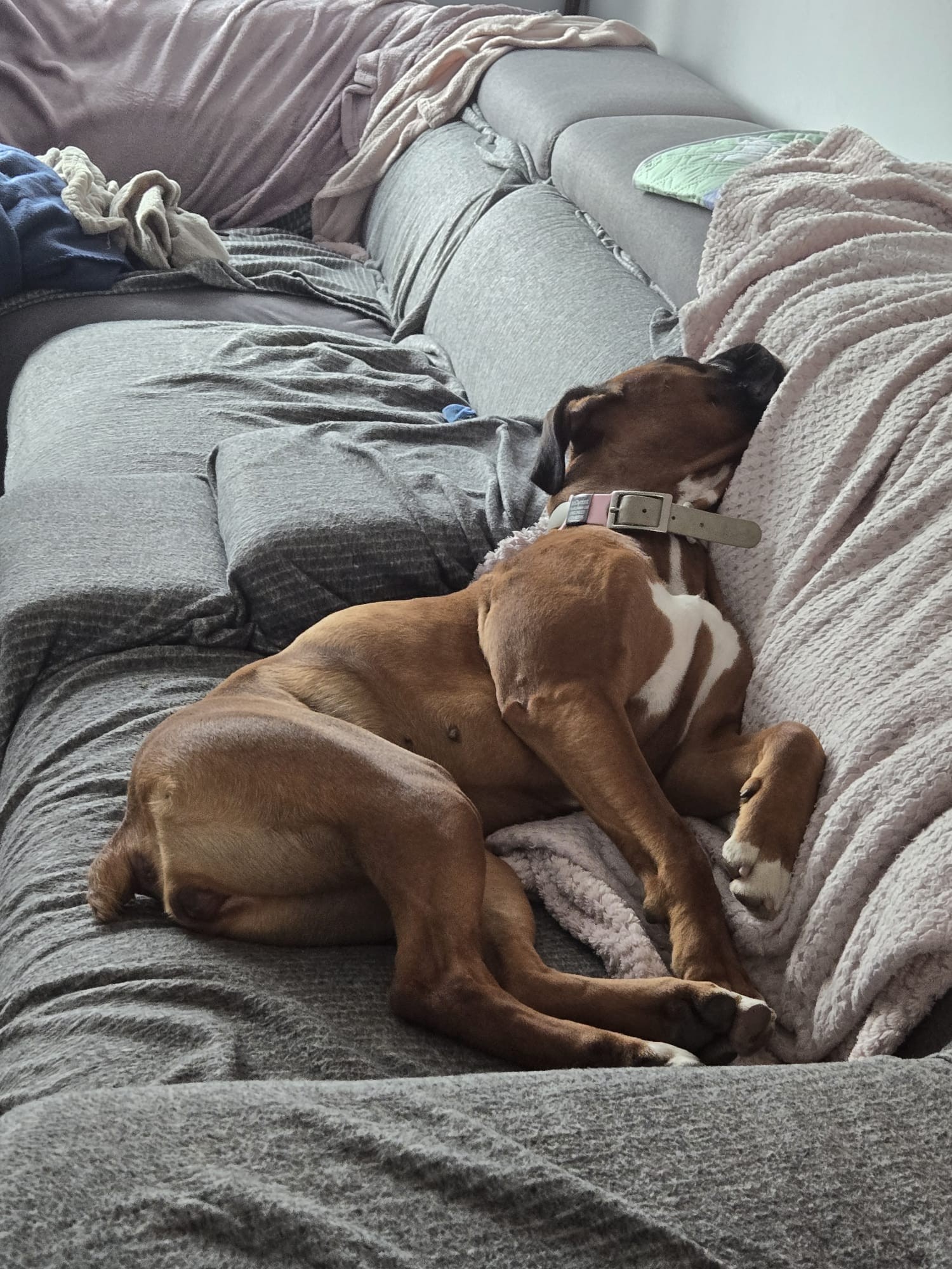 Dog 15