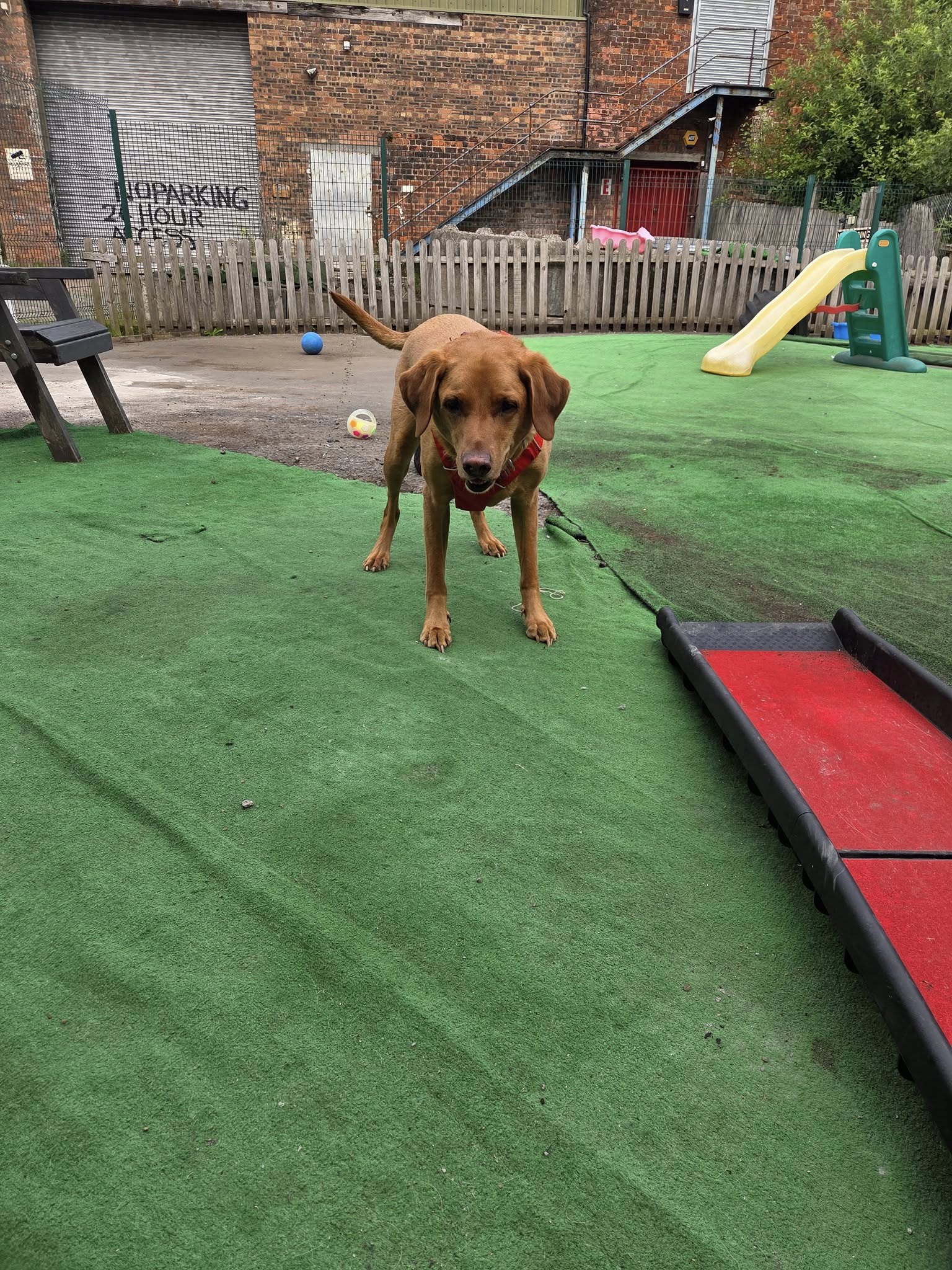 Dog 16