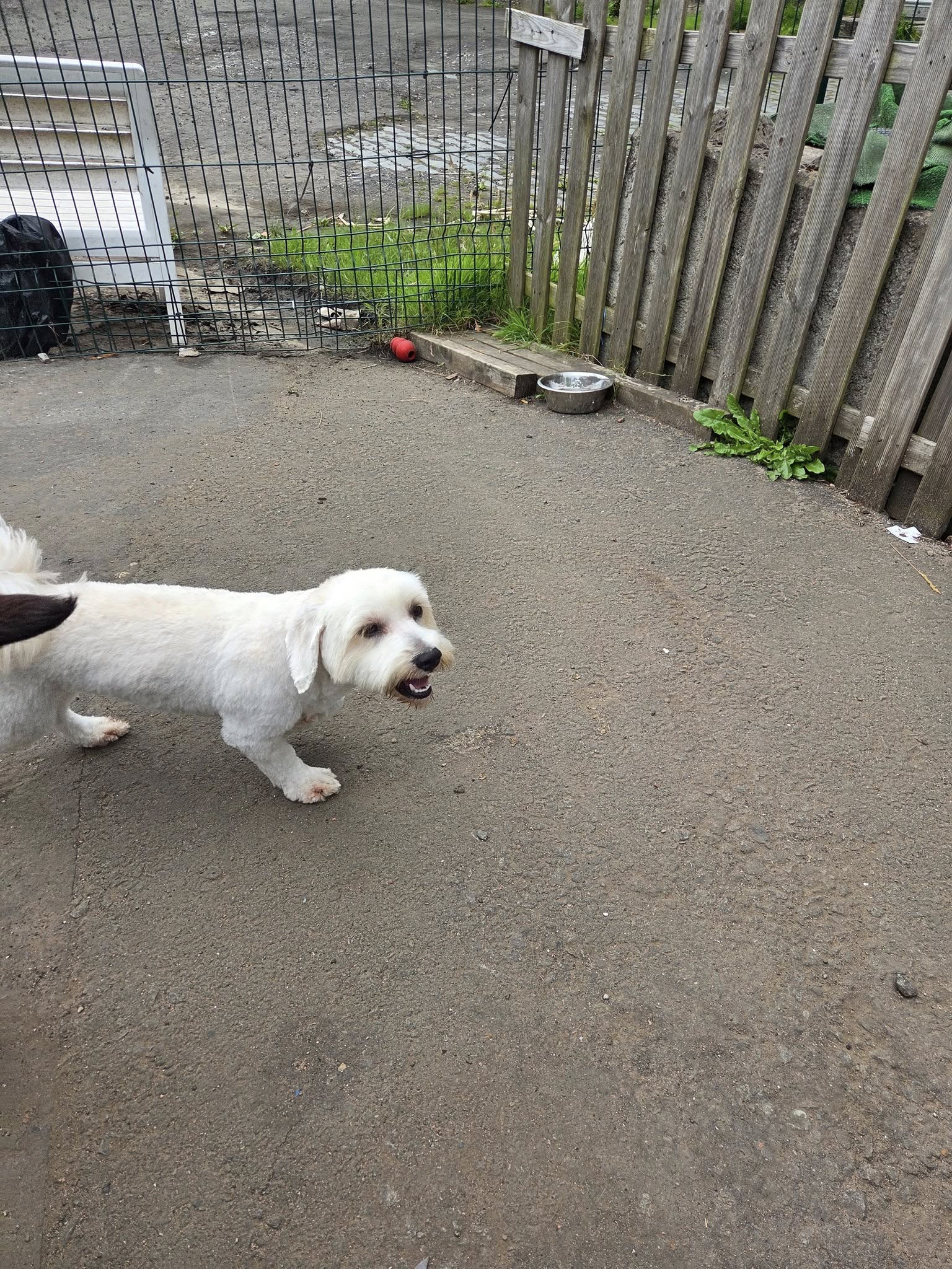 Dog 19