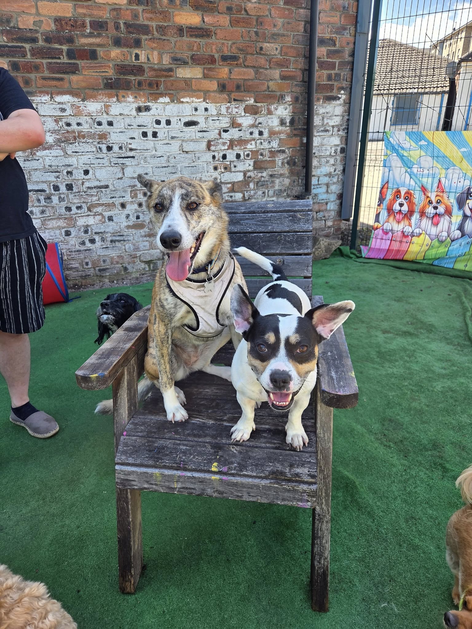 Dogs on chair