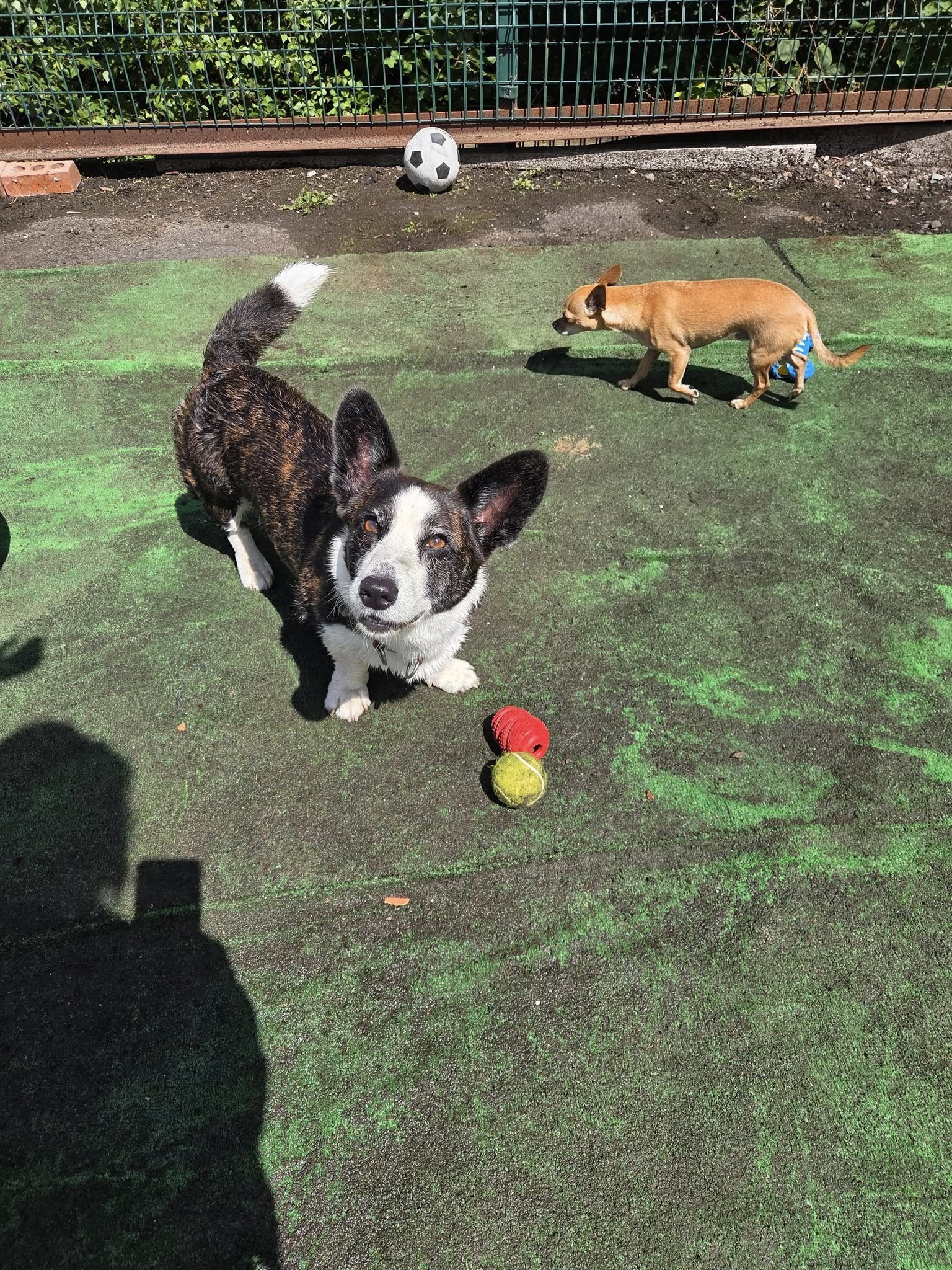 Small dog
