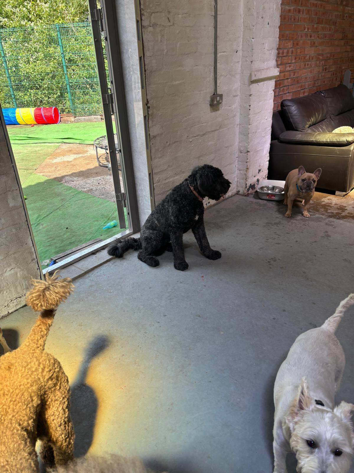 Group of dogs